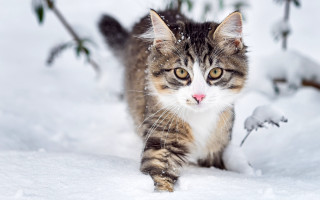 Cat snow woods bird rayonism - nearby free wallpaper