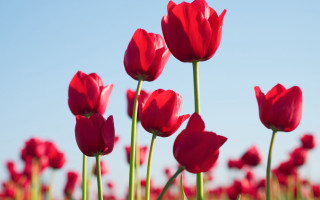 Red tulips blue sky green 2 - red tulip free wallpaper