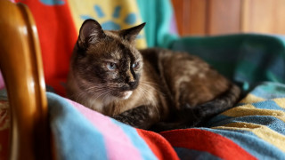 Cat blanket chair renaissance bokeh - duccio free wallpaper