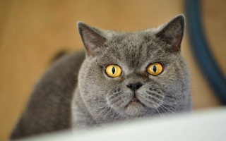 Gray cat yellow eyes surprised - sharp focus free wallpaper