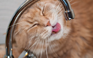 Cat licking water faucet blurry - water free wallpaper