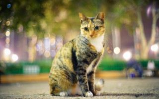 Cat street night bokeh depth - the background free wallpaper