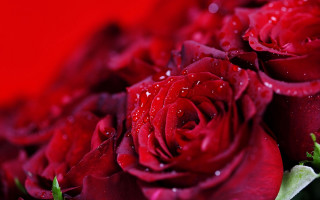 Red roses water droplets macro 6 - red rose free wallpaper