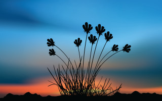 Plant silhouette sunset blue sky - alison kinnaird free wallpaper