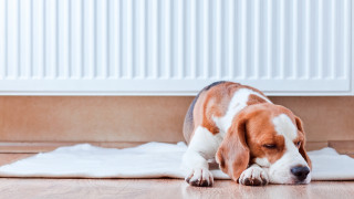 Dog laying on towel near - warm free wallpaper