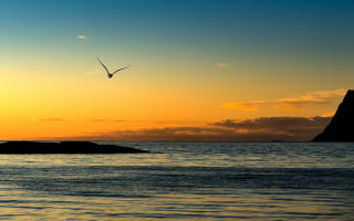 Bird sunset mountain water beach - over the water free wallpaper