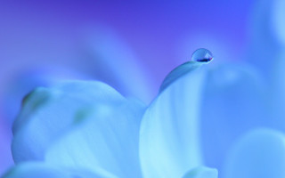 Flower water drop blue background - center free wallpaper