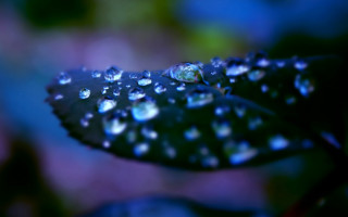 Water drop leaf bokeh macro - a close up of a leaf free wallpaper