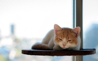 Sad cat table window photorealistic - a table free wallpaper