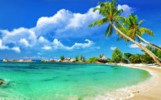 Beach palm tree blue sky 12 - a white sand beach free wallpaper