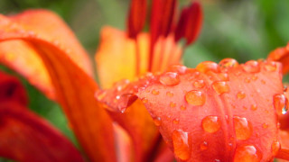 Flower water droplets macro blurry 13 - derek chittock free wallpaper