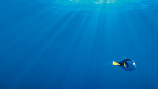 Blue fish sunbeam yellow fin - a poster free wallpaper