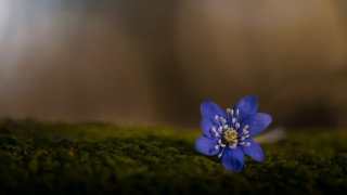 Blue flower mossy surface butterfly - mossy free wallpaper