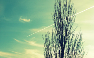 Plane tree contrail sky sunset - overhead free wallpaper