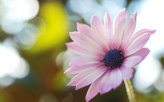 Pink flower blue center macro - dennis ashbaugh free wallpaper for desktop