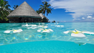 Tropical beach hut palm flowers - tropical free wallpaper