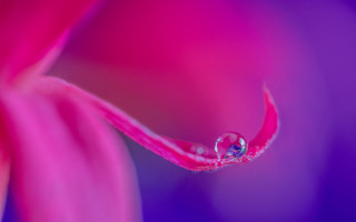 Water drop pink flower purple - anthony s waters free wallpaper
