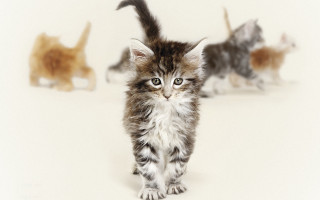 Kittens walking white floor looking - conceptual art free wallpaper