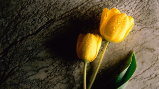 Yellow flowers marble surface water - the other free wallpaper