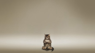 Cat sitting gradient background album - colored free wallpaper