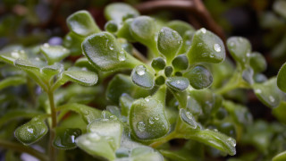 Plant water drops macro bokeh - free nature wallpaper