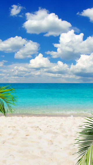 Beach palm tree blue sky 11 - palm tree free wallpaper