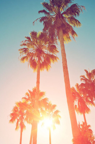 Palm trees sunshine blue sky - florianne becker free wallpaper