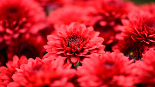 Red flowers vase autumn blurry - a table free wallpaper