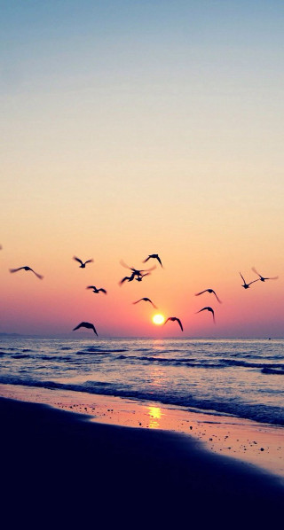 Flock birds flying beach sunset - dawn free wallpaper
