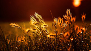 Sunset fire forest leaves mountains - grass free wallpaper
