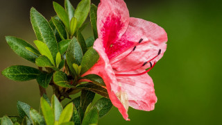 Pink flower green leaves macro 10 - naturalism free wallpaper