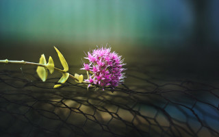 Pink flower net green background - a yellow flower free wallpaper