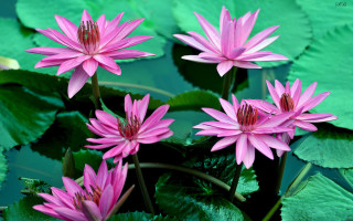 Pink flowers pond water lilies - a green leaf free wallpaper