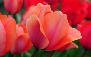 Red orange flowers bokeh macro - color free wallpaper