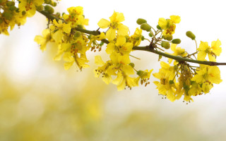 Yellow flower branch macro autumn - blue sky free wallpaper