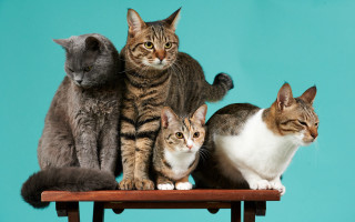Cats group wooden table blue - a green background free wallpaper