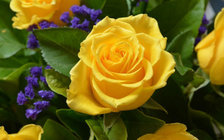 Yellow roses purple background blue - a bouquet free wallpaper