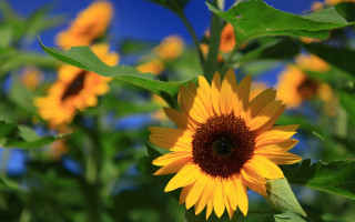 Sunflower bee green leaves blue - blue sky in the background free wallpaper