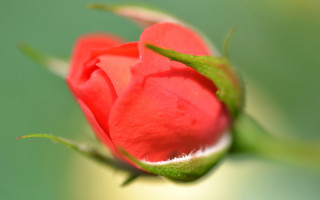 Red rose bud macro green - a green background and a blurry background behind free wallpaper