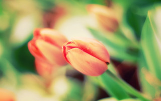 Flower bokeh chromatic aberration macro - a blurry background of flowers free wallpaper
