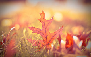 Leaf sunshine grass autumn battle - the grass free wallpaper