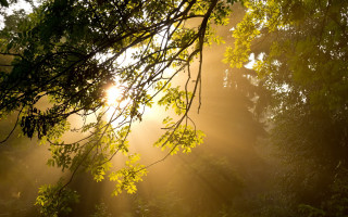 Sunbeam forest autumn leaves photorealistic - a sunbeam free wallpaper