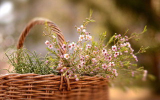 Flower basket outdoor sunlight blurry - a basket free wallpaper