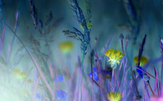 Wildflowers yellow flower blue sky - mystical free wallpaper