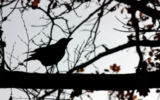 Bird branch leaves sky moon - a branch of a tree free wallpaper
