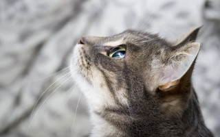 Blue eyed cat looking up 4 - elke vogelsang free wallpaper