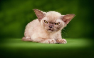 Sad kitten green background gothic - a small kitten free wallpaper