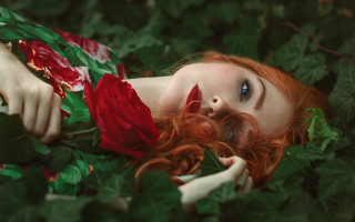 Woman laying roses leaves blurred - red rose free wallpaper