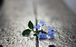Blue flower on wooden surface - a wooden surface free wallpaper