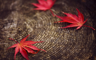 Red leaves stump autumn blurry - autumn free wallpaper
